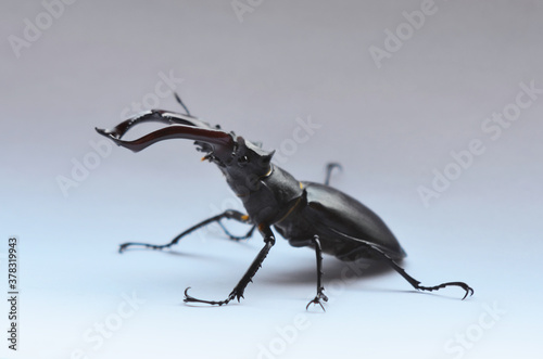 Male stag beetle (Lucanus cervus) on the white background. Stag beetle Lucanus cervus, the largest european beetle, an endangered species