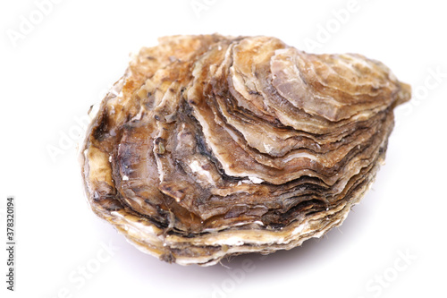 Fresh Oyster on a white background photo