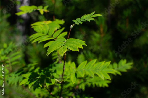 bright symmetric green shiny leaves on thin twigs of a plant in light of sun in forest, pattern