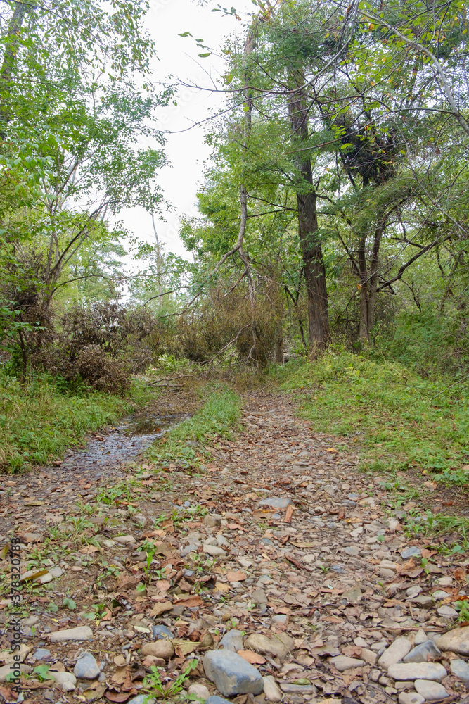 A country road after an autumn Typhoon is littered with fallen trees. A country road after an autumn Typhoon is littered with fallen trees.