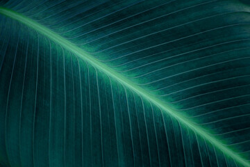 tropical banana leaf texture, abstract green banana leaf, large palm foliage nature dark green background