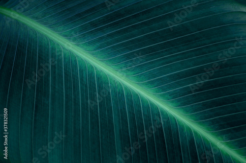 tropical banana leaf texture, abstract green banana leaf, large palm foliage nature dark green background