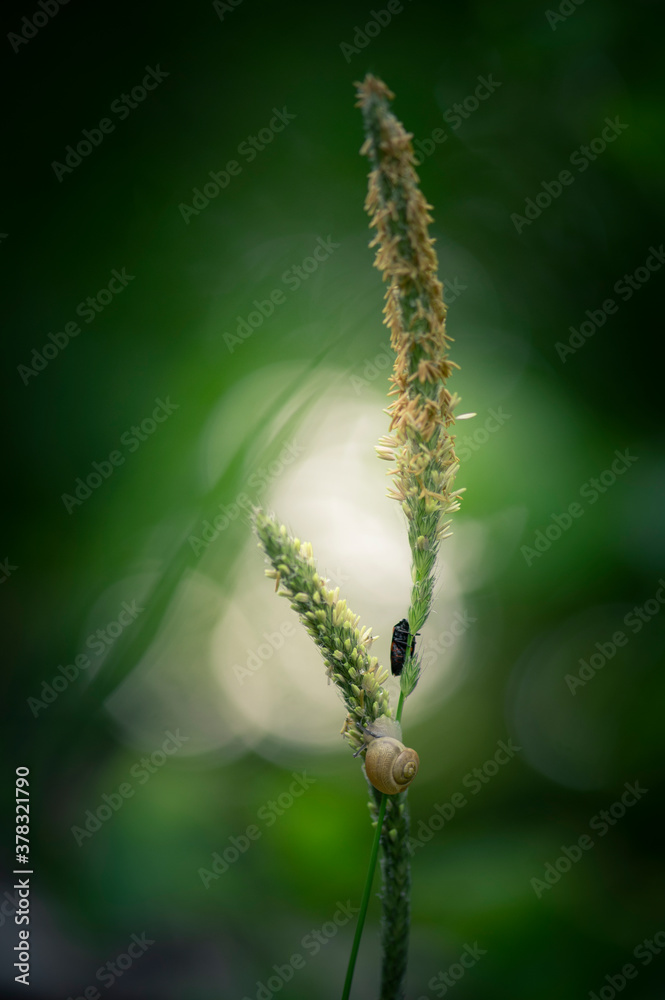 Fototapeta premium escargot et punaise