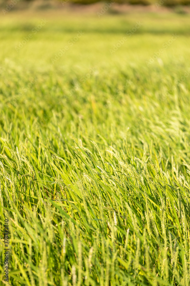 Green Rice fields in a sunset