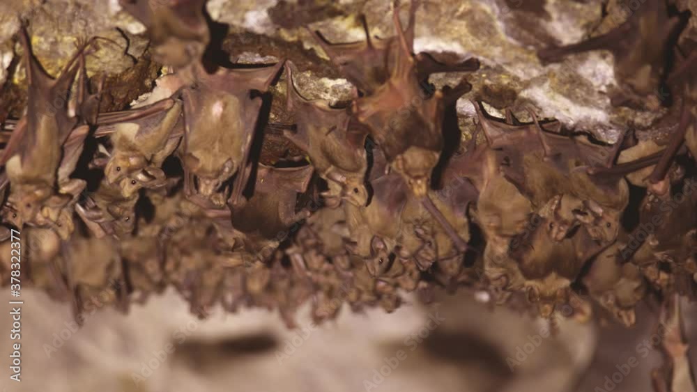 Greater mouse-tailed bat colony in a cave Greater mouse-tailed bat colony in a cave