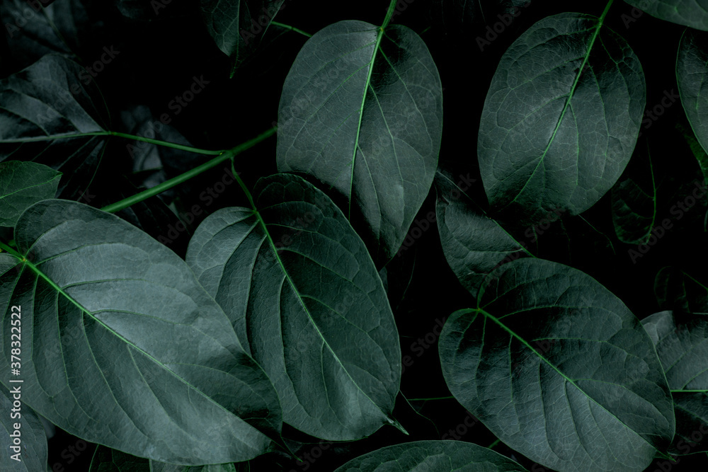 closeup nature view of green leaf texture, dark wallpaper concept, nature background, tropical leaf closeup nature view of green leaf texture, dark wallpaper concept, nature background, tropical leaf