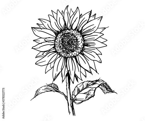 Sun flower nature floral plant lhand drawn sketches white isolation background photo