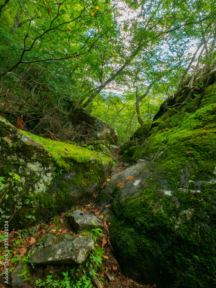 Narrow trail between mossy rocks in the forest (Tochigi, Japan) Narrow trail between mossy rocks in the forest (Tochigi, Japan)