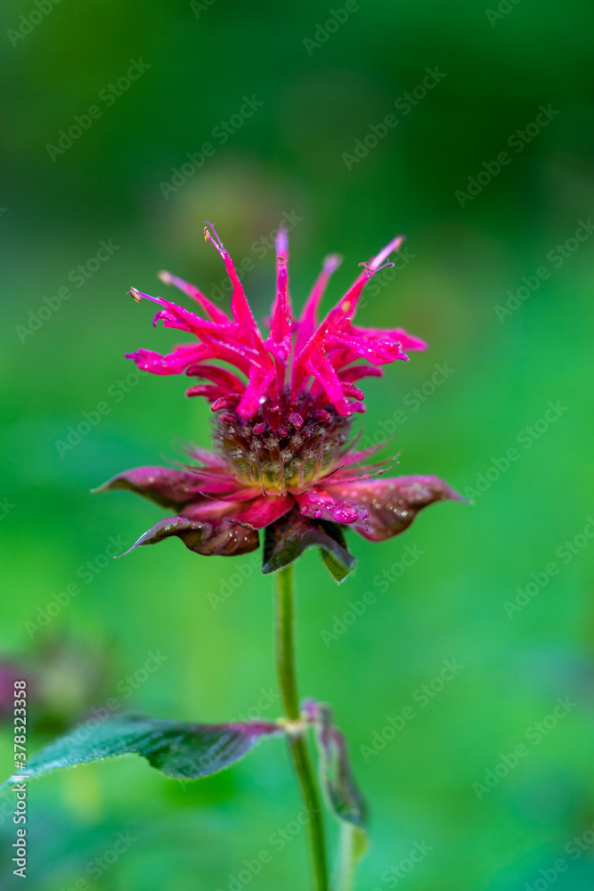 Purple bee balm with selective focus. horsemint, oswego tea. Purple bee balm with selective focus. horsemint, oswego tea.