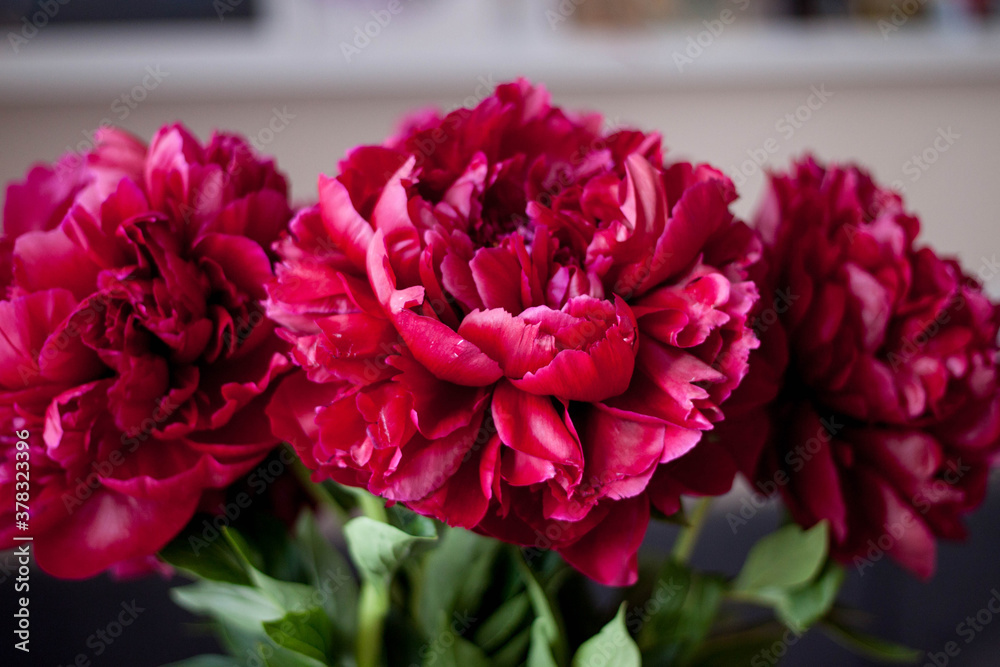 Obraz premium Flower red pink peony blooming peonies