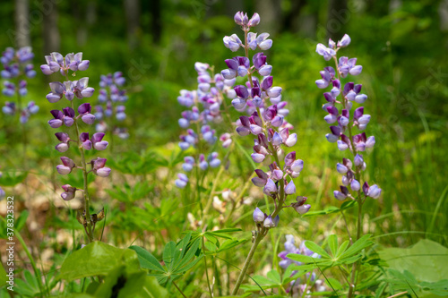 Wild purple lupine in a meadow with selective focus on flower. 