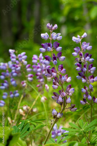 Wild purple lupine in a meadow with selective focus on flower.  © Kevin