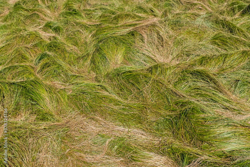 Fototapeta premium Green grass on a field