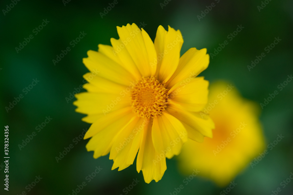 Yellow flower with yellow center. Yellow coreopsis with selective focus and bokeh. tickseed Yellow flower with yellow center. Yellow coreopsis with selective focus and bokeh. tickseed