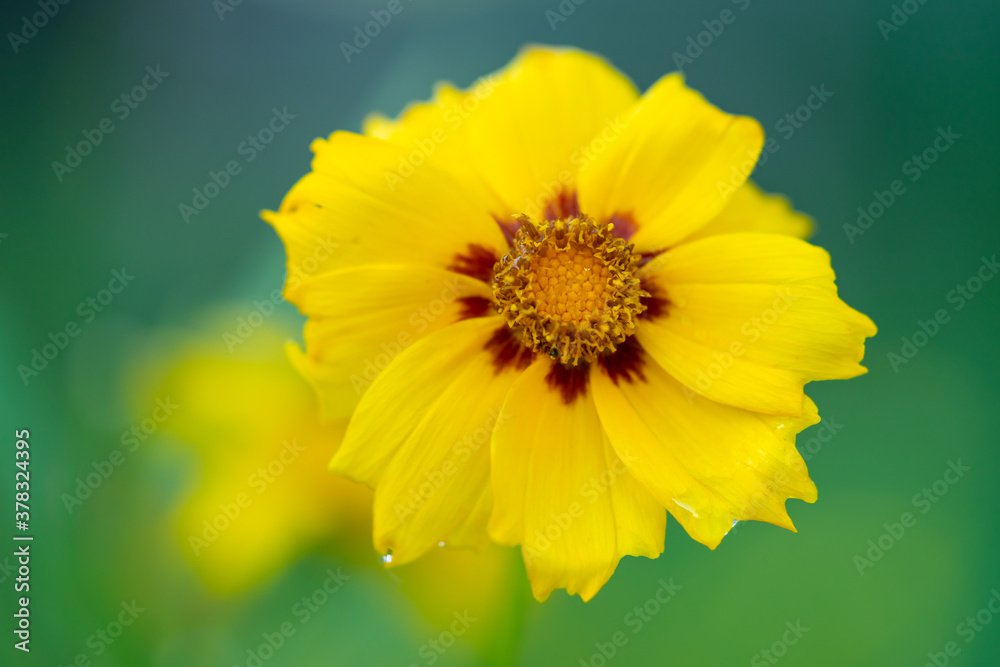 Yellow flower with yellow red center. Yellow coreopsis with selective focus and bokeh. tickseed Yellow flower with yellow red center. Yellow coreopsis with selective focus and bokeh. tickseed