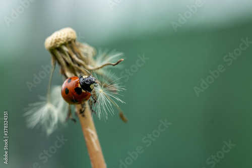 Closeup of a ladybug on a common dandelion photo