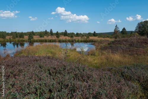 Sumpflandschaft im Hohen Venn mit Wassertümpeln - Brackevenn bei Mützenich photo