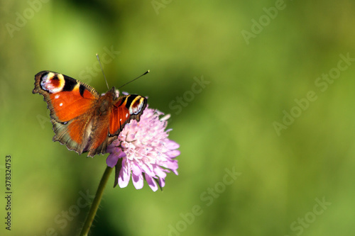 Peacock butterfly (Aglais io) with wings spread sitting an a pink widow flower