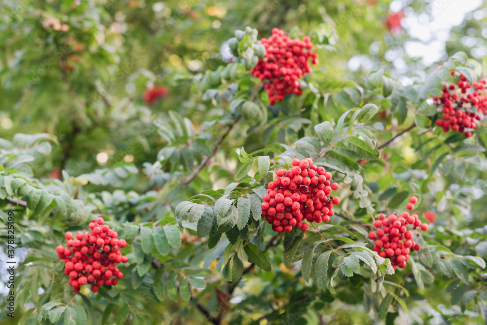 bunches of rowan, red rowan fruits, rowan bush bunches of rowan, red rowan fruits, rowan bush