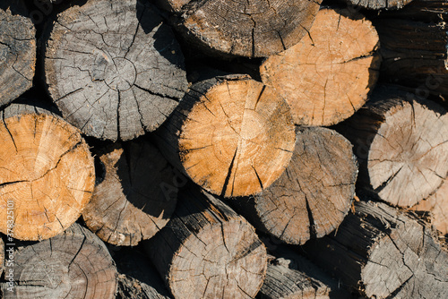 cut tree trunk, background of logs