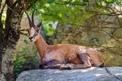Izard, or Chamois of the Pyrenees (Rupicara rupicara) lying in the shadow in a mountainous forest; the animal is considered a symbol of the pyrenees photo