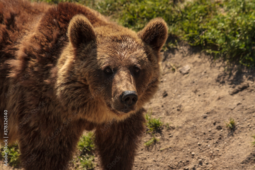 European mammals: female brown bear