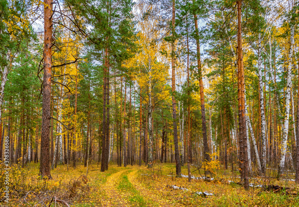 Picturesque autumn landscape with mixed forest and road in cloudy day. Pine and birch trees and trail covered with yellow leaves. Beautiful autumnal nature, season changing concept