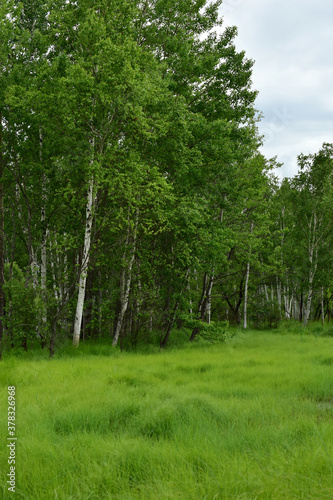 Green field and birch forest. Horizontal photo.