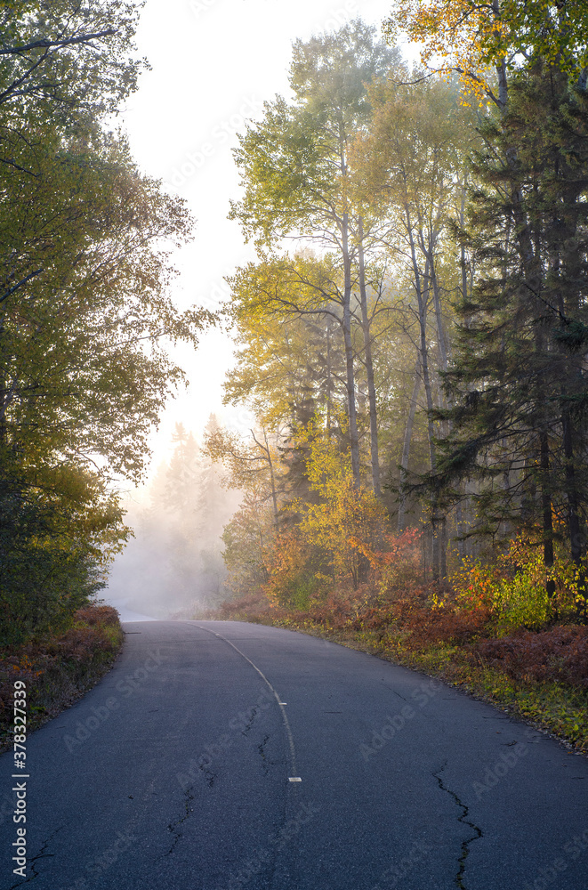 misty road in autumn forest