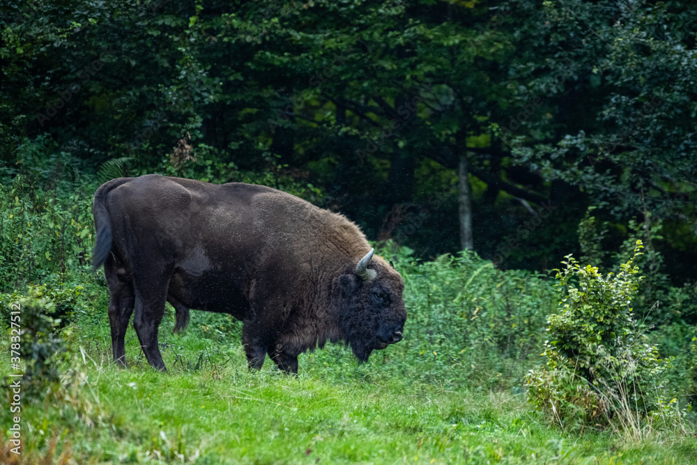 European Bison (Bison bonasus) on a forest meadow. Carpathian Mountains. Poland. European Bison (Bison bonasus) on a forest meadow. Carpathian Mountains. Poland.