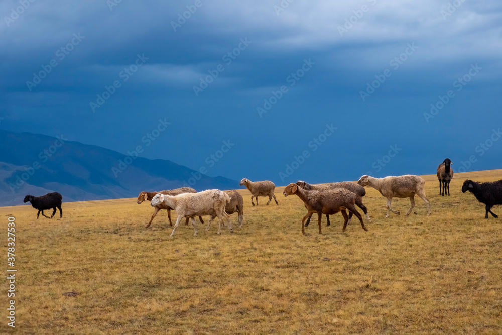 Bunch of sheeps grazing on mountain plateu with rain cloud background. Mountain valley landscape. Spring farm field landscape. Borokhudzip plateau, Kazakhstan. Bunch of sheeps grazing on mountain plateu with rain cloud background. Mountain valley landscape. Spring farm field landscape. Borokhudzip plateau, Kazakhstan.