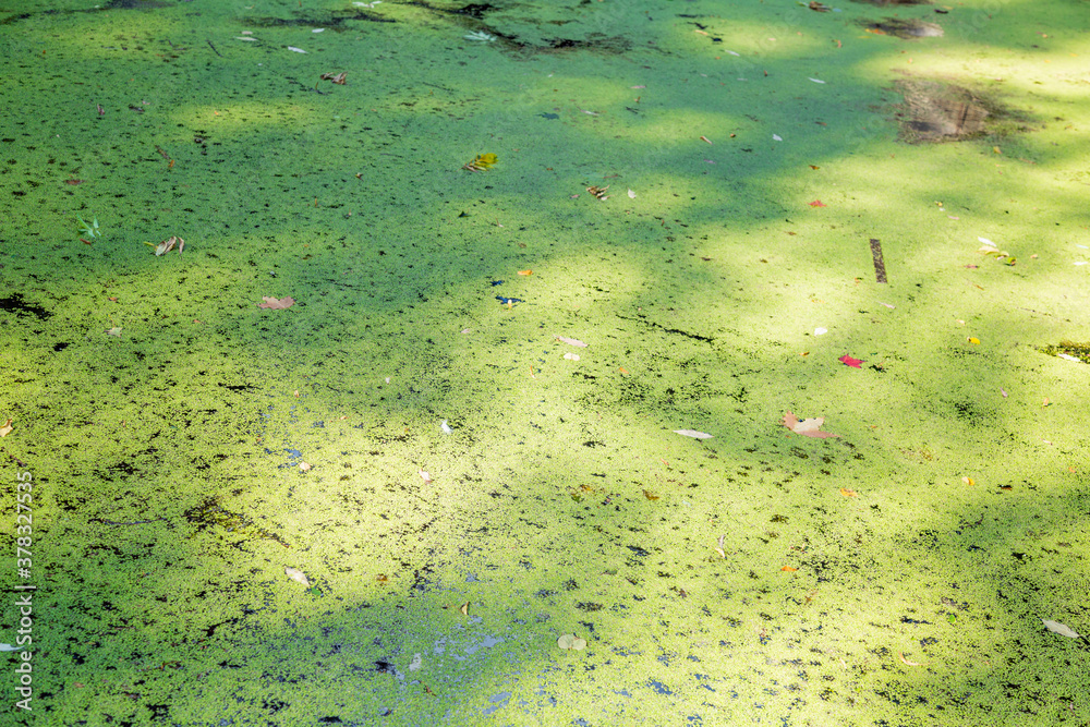 Abandoned wild pond with mud in the middle of the city park Abandoned wild pond with mud in the middle of the city park