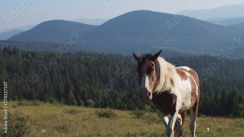 horse rides on the grass on a background of mountains photo