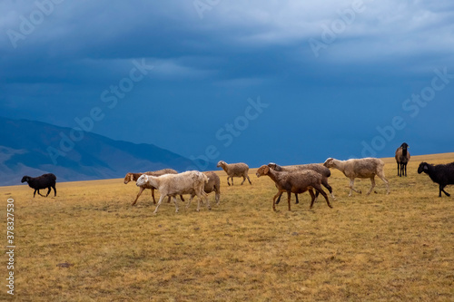 Bunch of sheeps grazing on mountain plateu with rain cloud background. Mountain valley landscape. Spring farm field landscape. Borokhudzip plateau, Kazakhstan.
