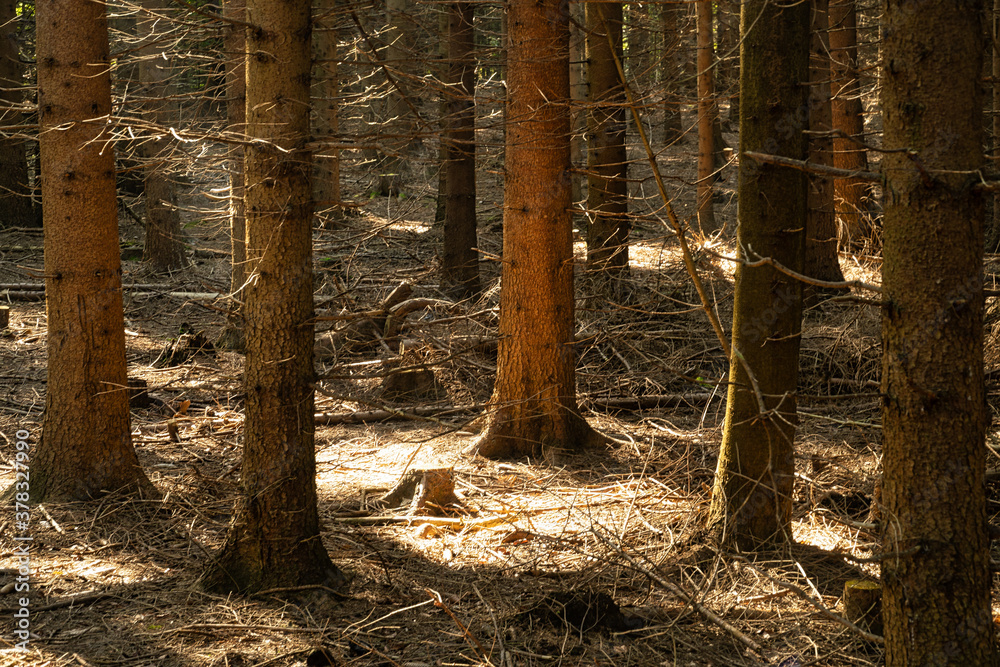 Obraz premium Nadelwald