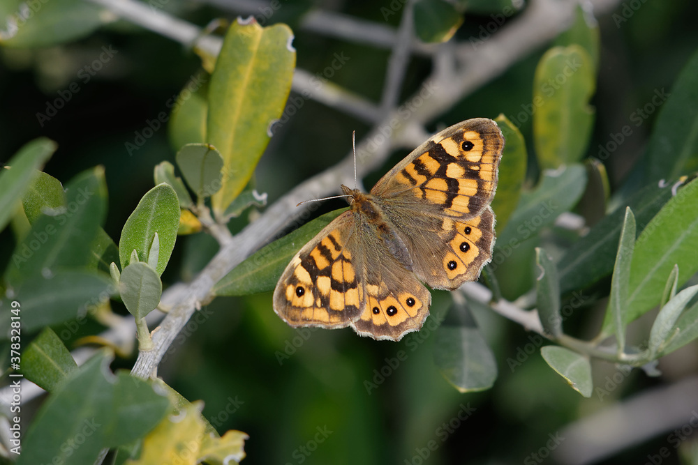 Female speckled wood (Pararge aegeria) Female speckled wood (Pararge aegeria)