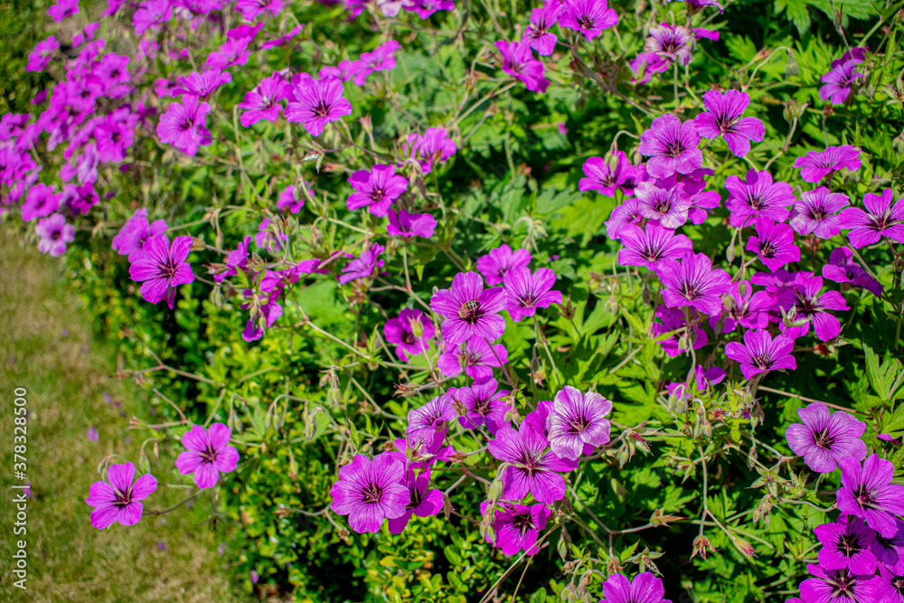 Fototapeta premium flower 10