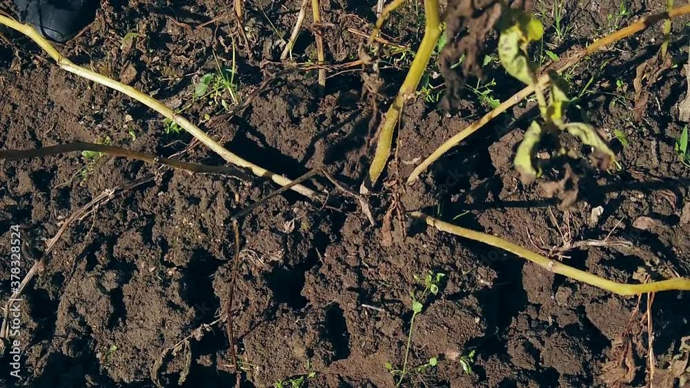 women's hands with harvest of potatoes in the garden. slow motion women's hands with harvest of potatoes in the garden. slow motion