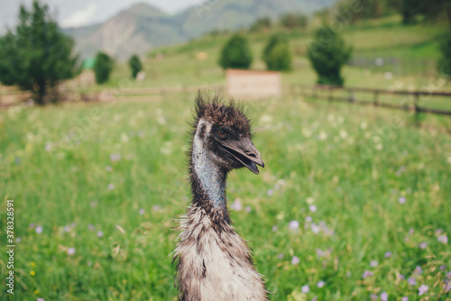 head of ostrich