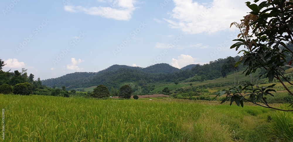 Thailand Rice Fields, Asian Farm, Asian Rice Fields