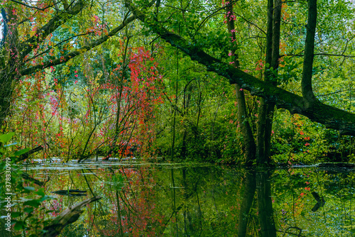 Trees that stand in a flooded forest, trees in the swamp, autumnal, fallen trees © Ronny Rose