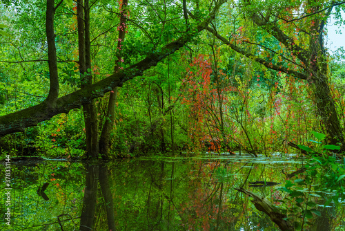 Trees that stand in a flooded forest, trees in the swamp, autumnal, fallen trees