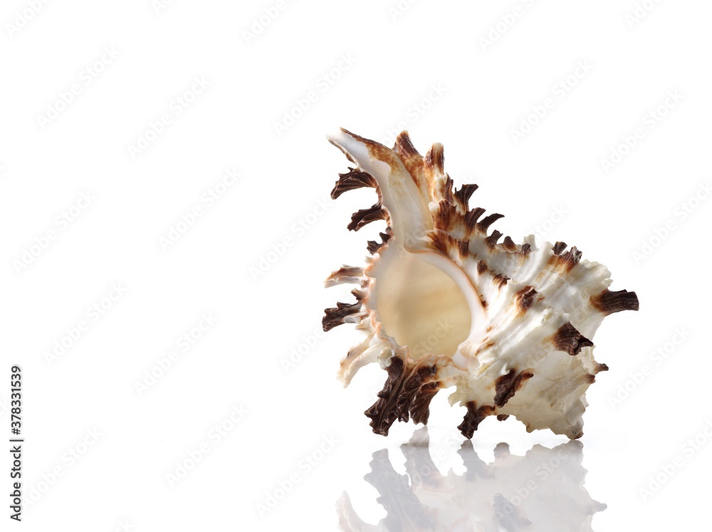 Isolated shells with white Background Isolated shells with white Background