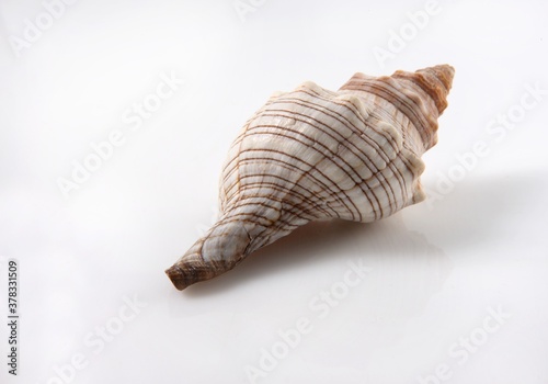 Isolated shells with white Background