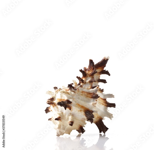 Isolated shells with white Background