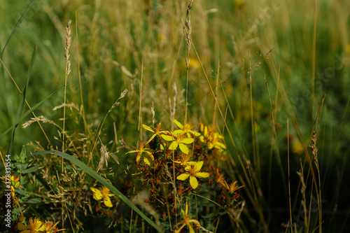 Yellow flowers in the grass  Scandinavian nature.