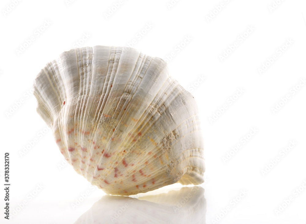 Isolated shells with white Background