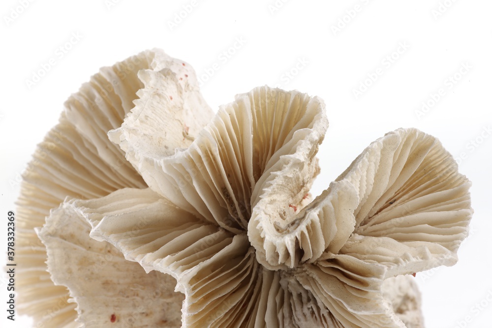 Isolated shells with white Background Isolated shells with white Background