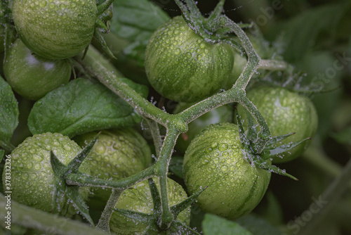 Rippening zebra tomatos on the vine.