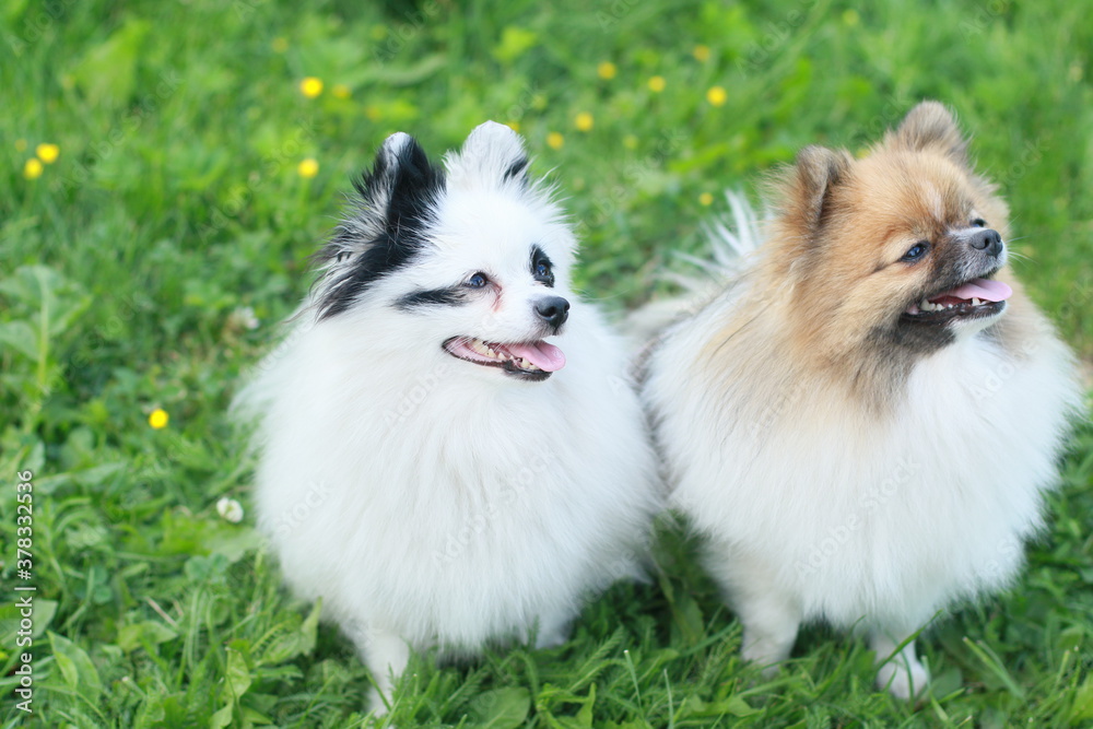 Pomeranian spitz dogs walk in nature Pomeranian spitz dogs walk in nature